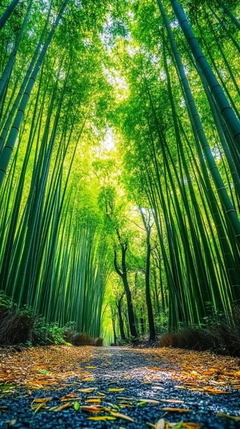 董家口风景区，现在没有门票，离武汉也比较近，这里竹木茂盛，空气清新