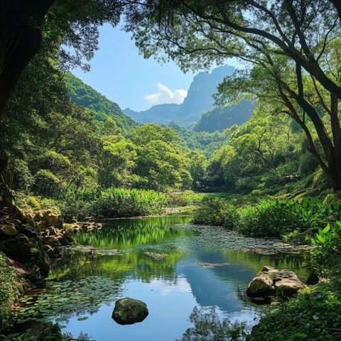 神农架景区管理反思：大九湖之行的游客体验困境