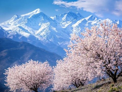 一日游探秘大理无量山：赏樱花品土林美景