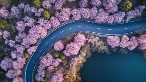 一日游探秘大理无量山：赏樱花品土林美景