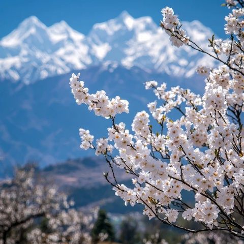 丽江玉龙雪山旅行指南：攀登之旅全解析