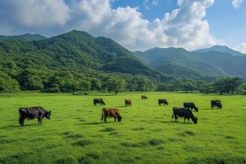 关山牧场跟关山草原是一个景点吗-关山草原这个景区之前叫关山牧场，现在改称关山草原,