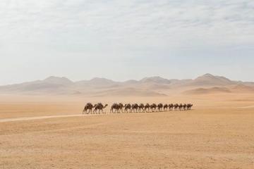 值得关注的旅游主播：流浪的骆驼与内蒙二张的旅行故事