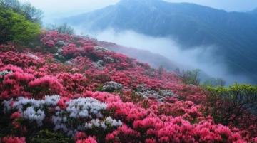 青岛大珠山杜鹃花海：自然美景与旅游胜地指南