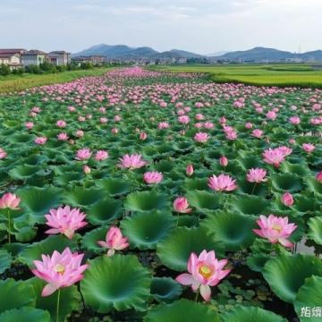 春日寻芳，不负好时光2025年国内春季旅行目的地推荐