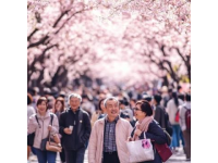 春季东京赏樱攻略：姐妹们必去的日本旅行地