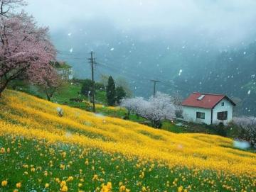 三月国内国外春游胜地推荐：樱花、油菜花海与雪山等你来发现