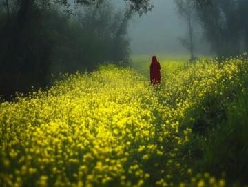 广州5大免费油菜花观赏地攻略，情侣必去景点