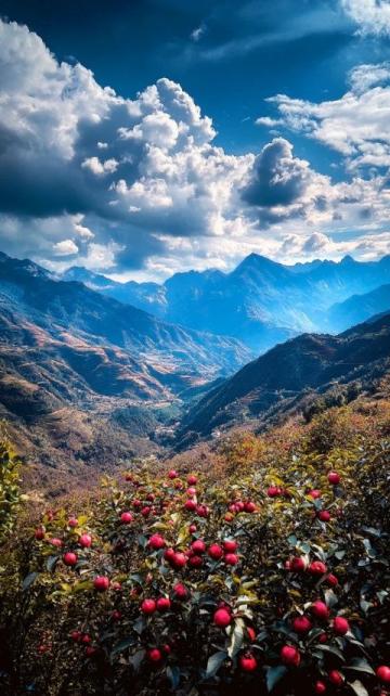 四月毕节百里杜鹃花旅游指南：最佳时间、交通方式、景点推荐、活动安排等全方位详解。