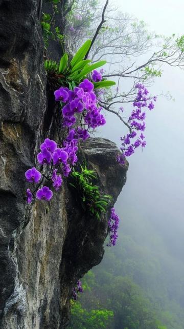 贵州毕节百里杜鹃景区美景诱人