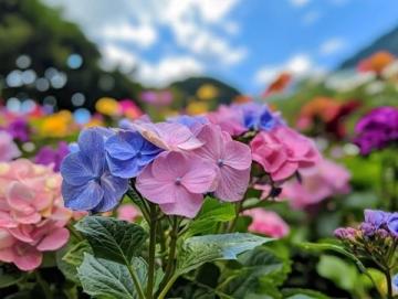 安顺贵州樱花园游玩攻略：花期、交通与住宿全指南