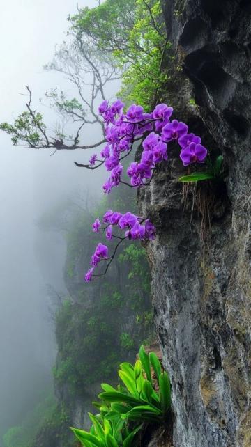 贵州毕节百里杜鹃景区美景诱人