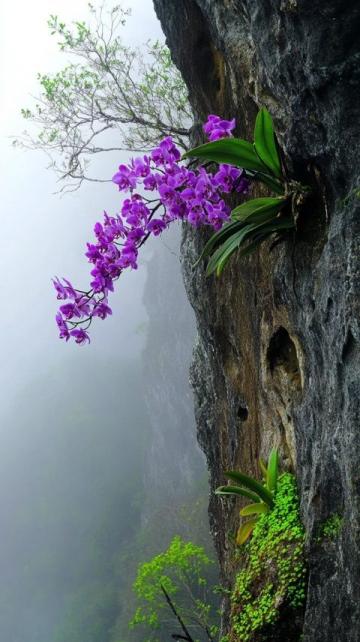 贵州毕节百里杜鹃景区美景诱人